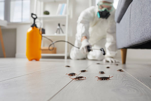 Commercial Rodent Management in Colquitt